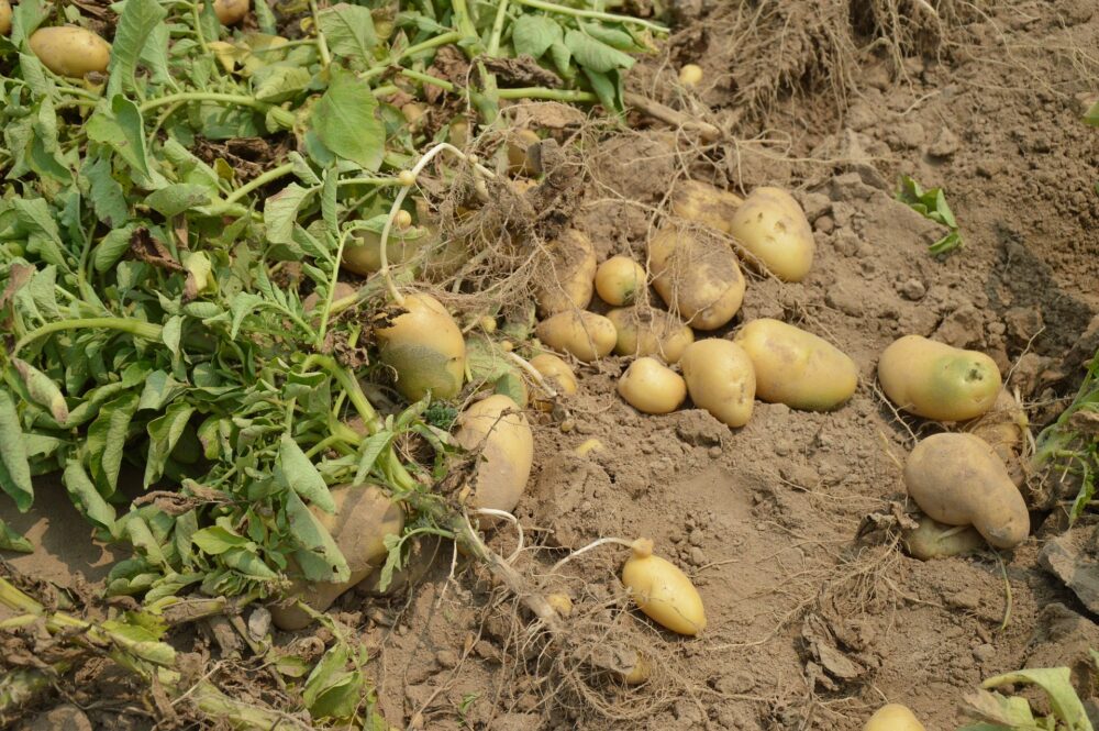 mesa-habla-cultivo-patatas 3