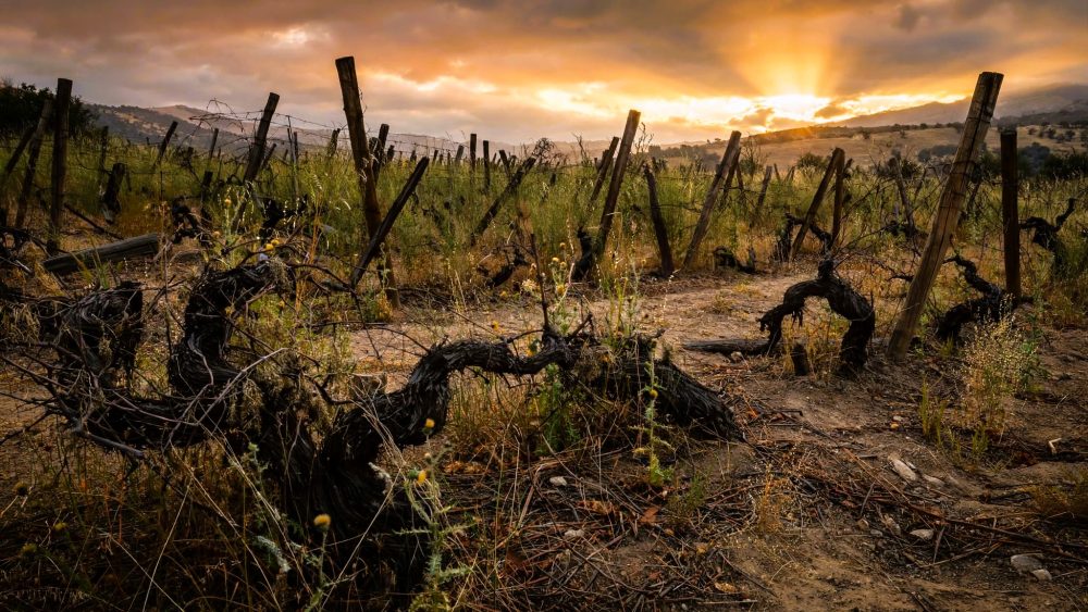 mesa-habla-variedades-rescatadas-pequenas-dos-vinedo